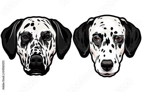 Set of two dalmatian spotted dog heads isolated
