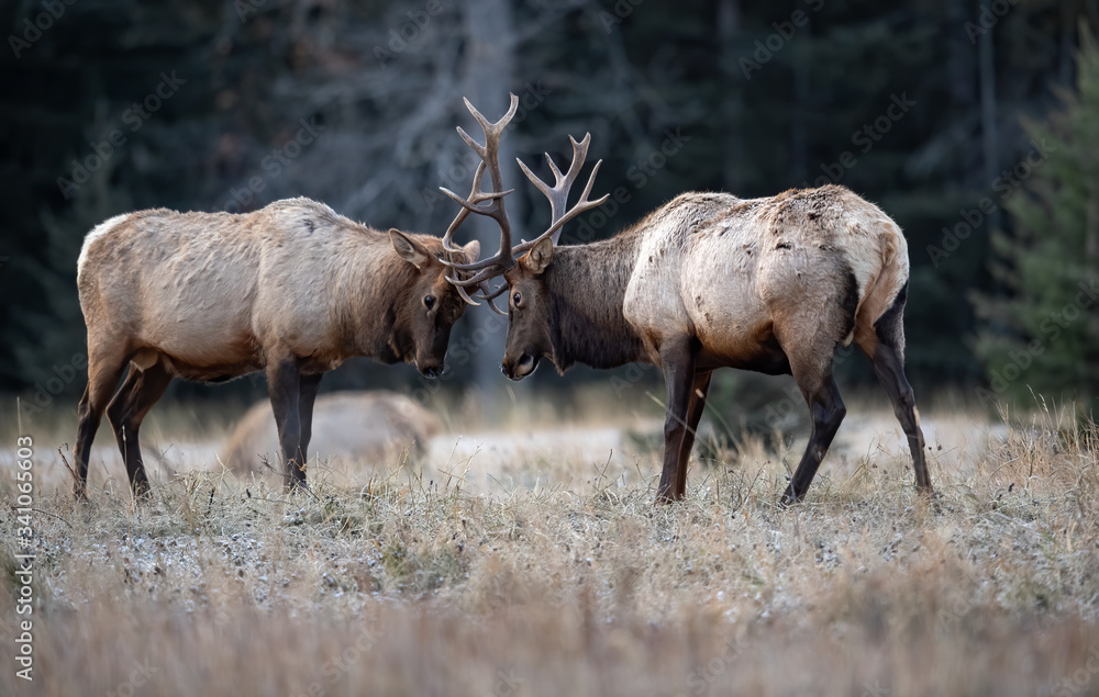 Fototapeta premium Elk fighting 