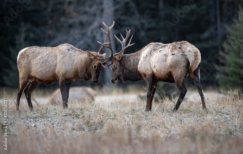 Elk fighting 