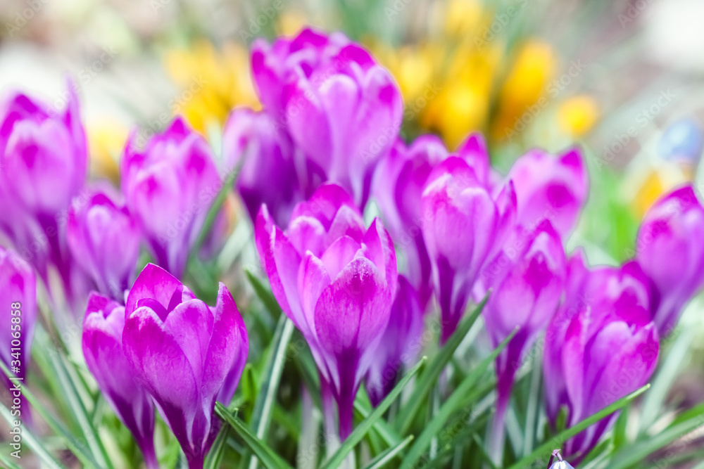 purple crocuses on a beautiful background purple crocuses on a beautiful background