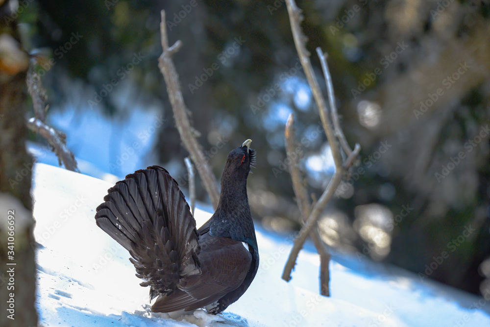 The Western Capercaillie Tetrao urogallus also known as the Wood Grouse Heather Cock or just Capercaillie in the forest The Western Capercaillie Tetrao urogallus also known as the Wood Grouse Heather Cock or just Capercaillie in the forest