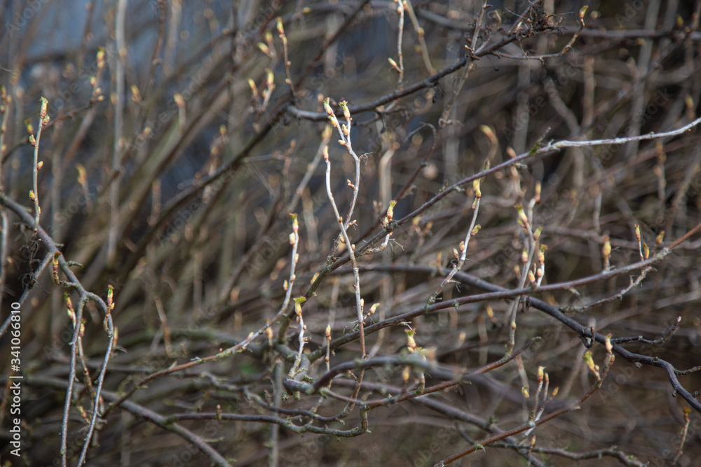 young drop buds on the branches of a spring bush young drop buds on the branches of a spring bush
