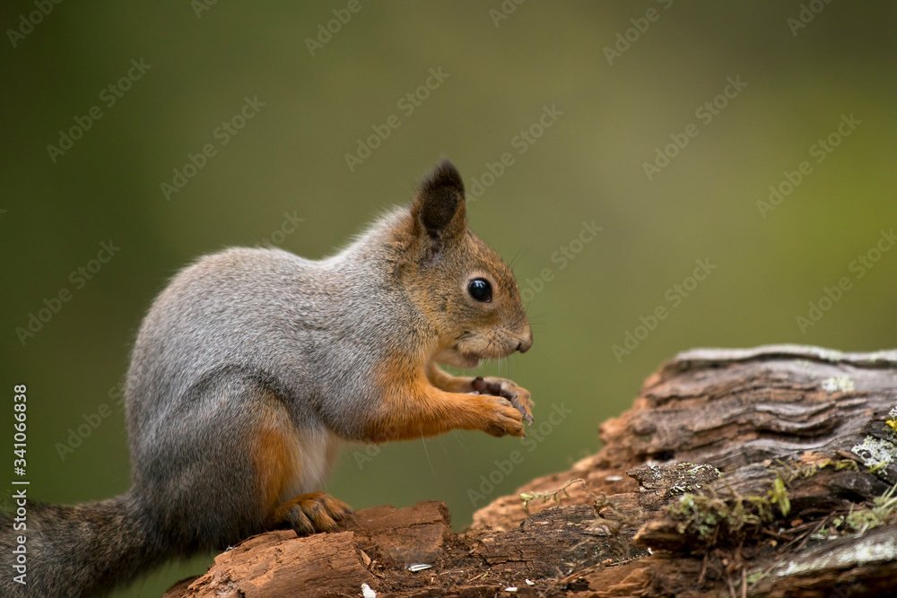 Finland, Kuhmo, Eurasian red squirrel (Sciurus vulgaris) feeding on tree trunk Finland, Kuhmo, Eurasian red squirrel (Sciurus vulgaris) feeding on tree trunk
