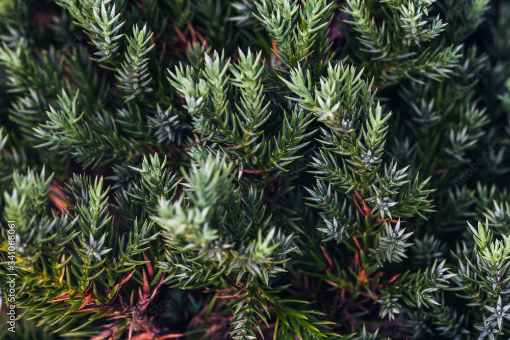 Christmas tree closeup Christmas tree closeup