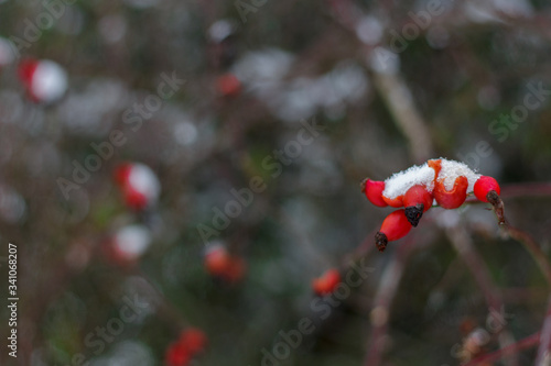 Rote Hagebutte am Busch mit Schnee im Winter
