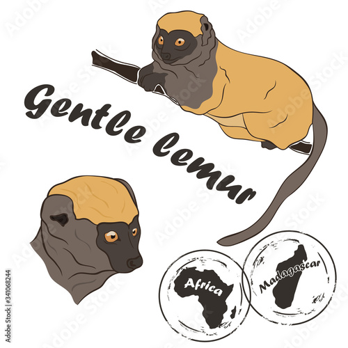 Gentle lemur vector image isolated on white background. Unique fauna of Madagascar. Broad-nosed lemur in full growth and profile head. Realistic lemur color design. Brown lemur sitting on branch.
