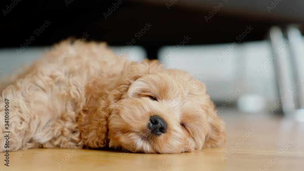 Cute little cockapoo puppy laying on ground and falling asleep shot in 4k Cute little cockapoo puppy laying on ground and falling asleep shot in 4k