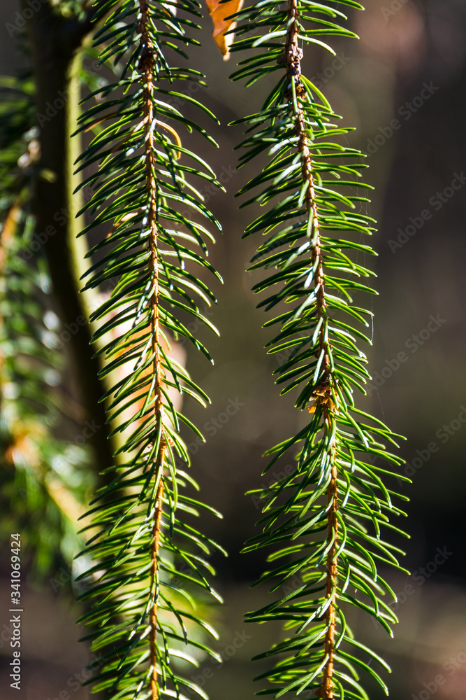 ree needles in the sun close up