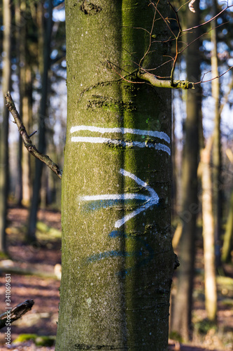 Obraz na płótnie white arrow ranger mark on a tree w salonie