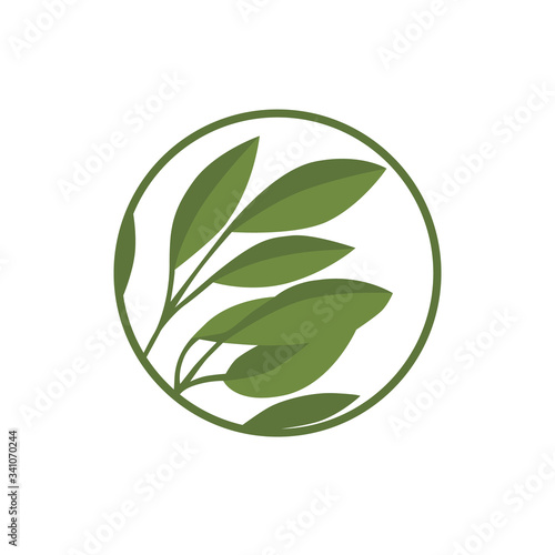 Vector willow green leaf icon. Badge, icon and logo with leaves in a circle for your business.