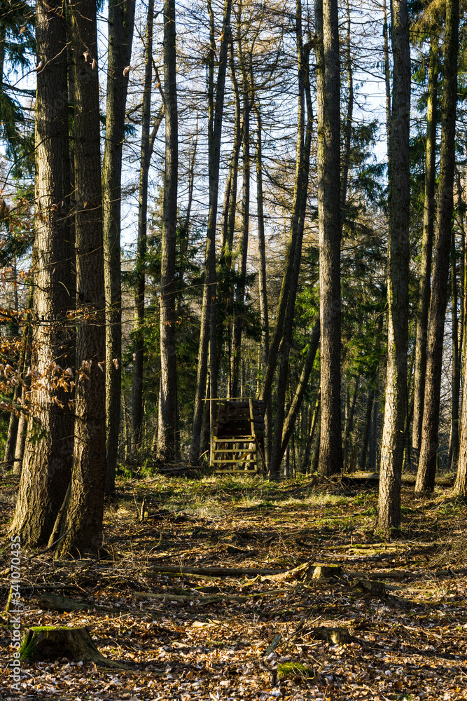 hunter high seat in the forest