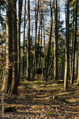 Obraz na płótnie hunter high seat in the forest w salonie
