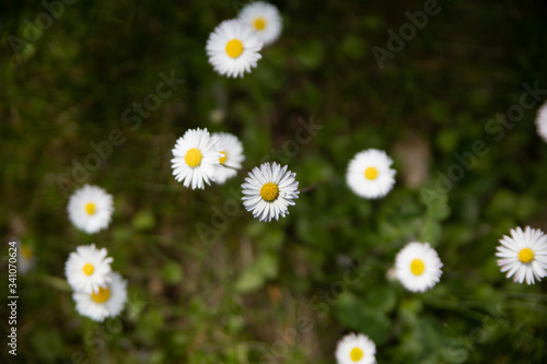 in search of the sun. daisy bloom 