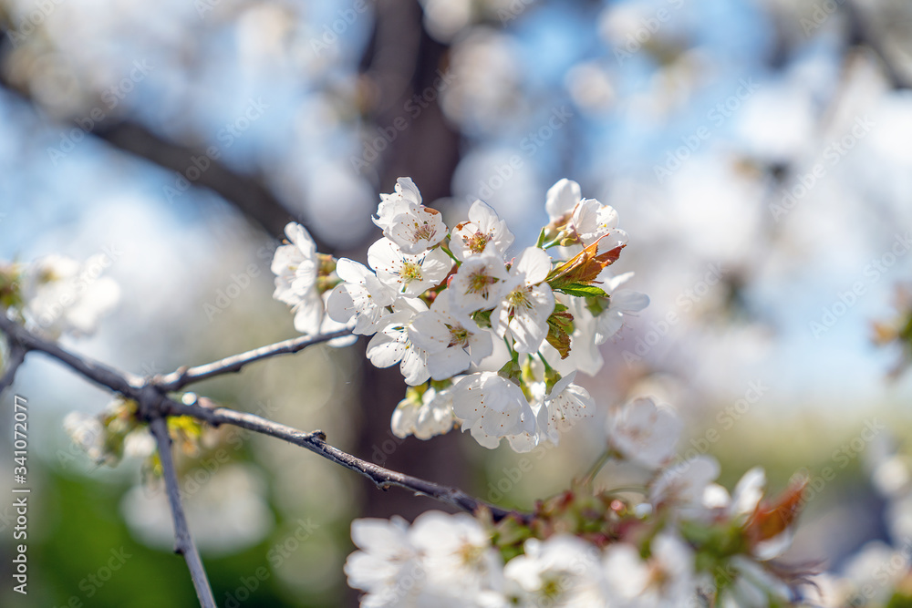 Obraz premium Kirschblüten