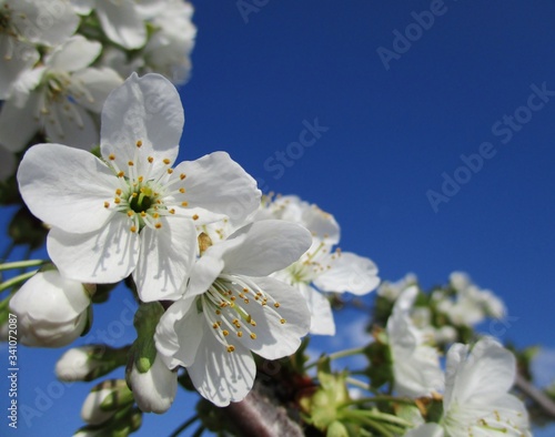 Gros plan de fleurs de cerisier sur fond de ciel bleu pur. Sujet en diagonal sur la gauche et espace texte sur la droite. Prise de vue en extérieur. 