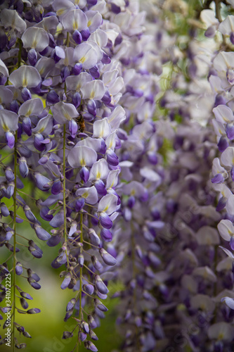 explosion of wisteria flowers in spring