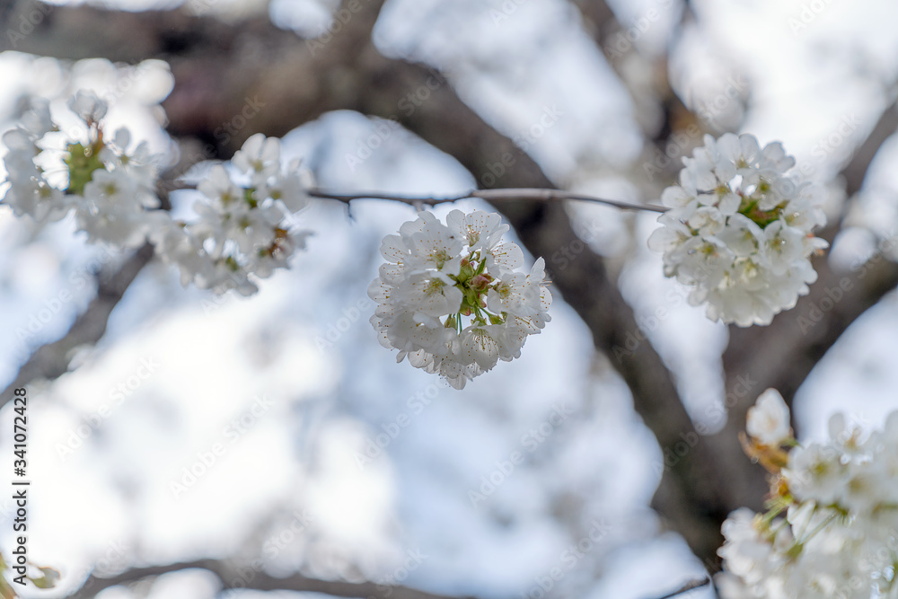 Kirschblüten