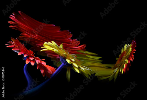 Yellow and red gerbera flowers and their reflections in a crooked mirror on a black background