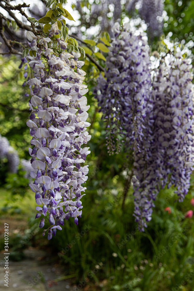 Obraz premium explosion of wisteria flowers in spring