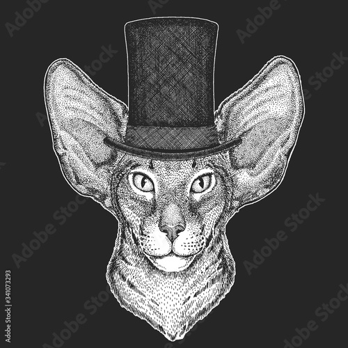 Oriental shorthair cat head. Top hat, cylinder. Portrait of animal.