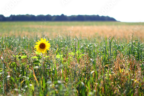 Lonely sunflower in the field. Sunflower blooming. Sunflower background. Sunflower field landscape