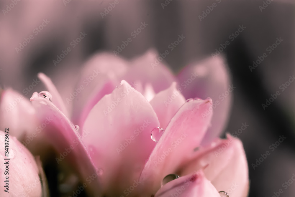 close up of pink magnolia flower