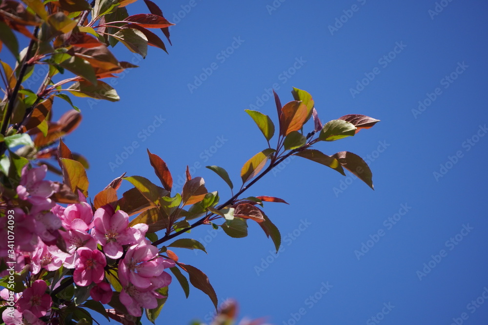 Floring tree with red or pink flowers in spring. flowers close-up, screensaver or background with the smell of spring. Beautiful cherry blossom sakura Floring tree with red or pink flowers in spring. flowers close-up, screensaver or background with the smell of spring. Beautiful cherry blossom sakura