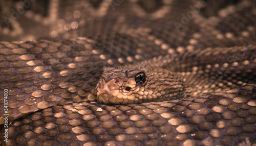 Rattlesnake covering the bottom with its head in the middle