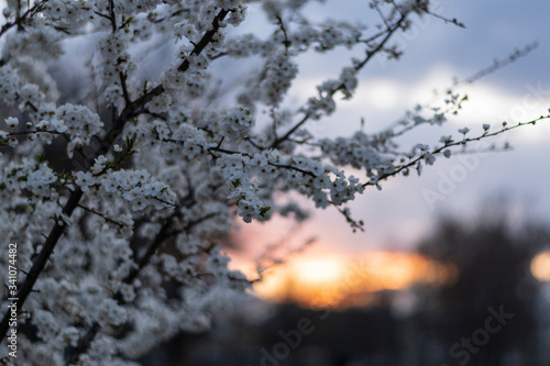 Cherry blossom at sunset