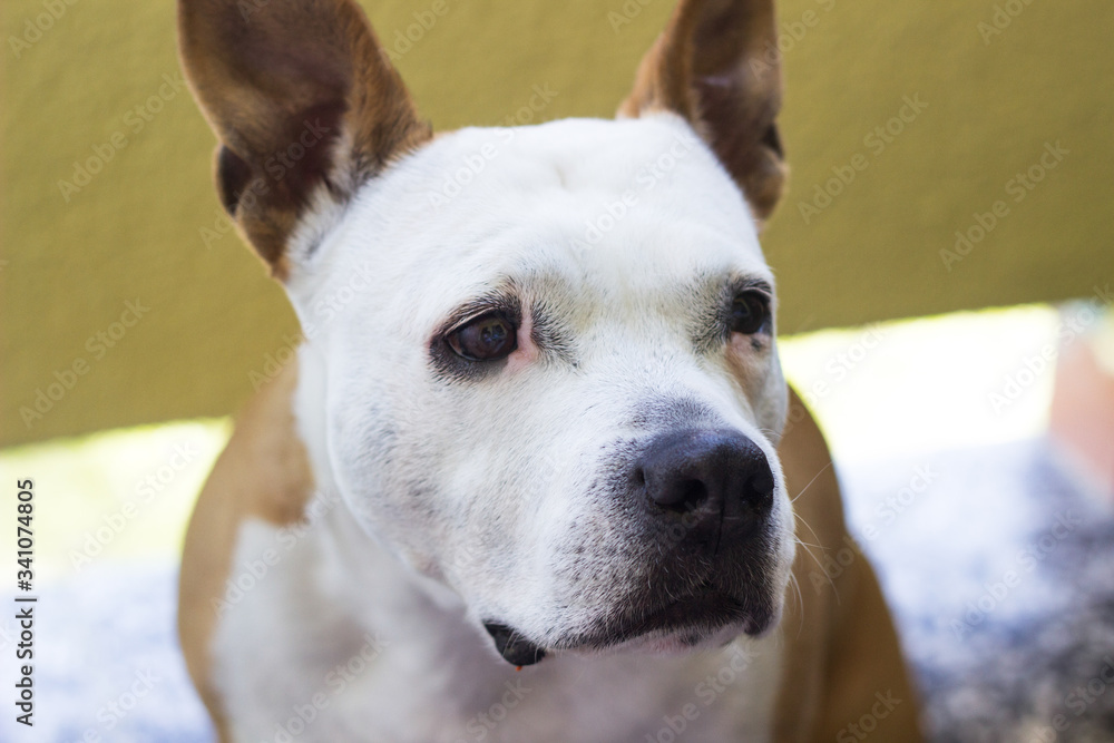 Beautiful portrait dog looks at camera from an indoor home setting. Suggests waiting, longing, paying attention, lonely, training