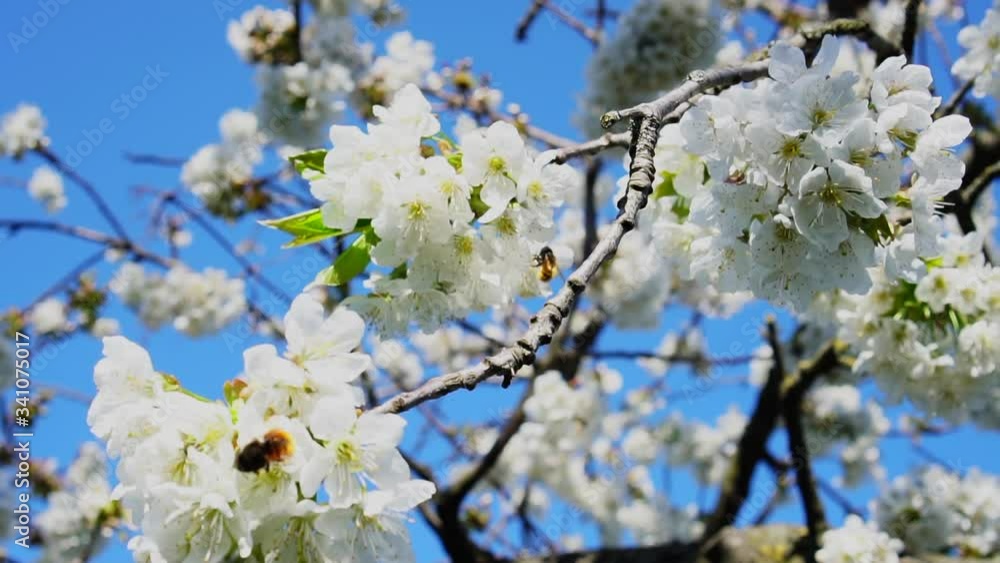 Beautiful Bees On The Blossoming Tree Flower, Nature, Bloom. Slow Motion Beautiful Bees On The Blossoming Tree Flower, Nature, Bloom. Slow Motion