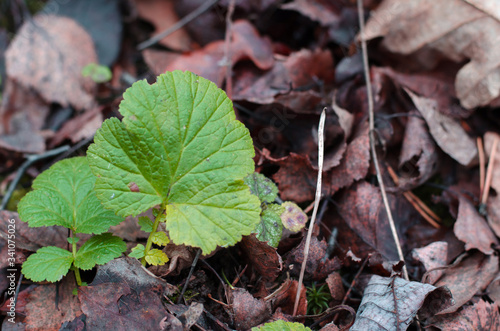 Closeup image of a green leaf on the faded foliage background in the wet forest at autumn