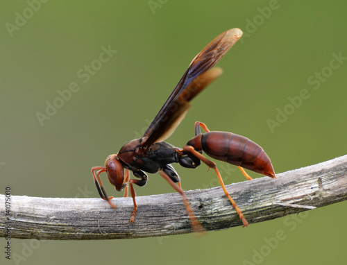A bif wasp, walking over a branch, before a blurred background, in Jurubatiba reserva, in Brazil.