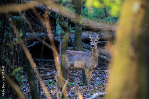 Fototapeta Naklejka Na Ścianę i Meble -  Sarna