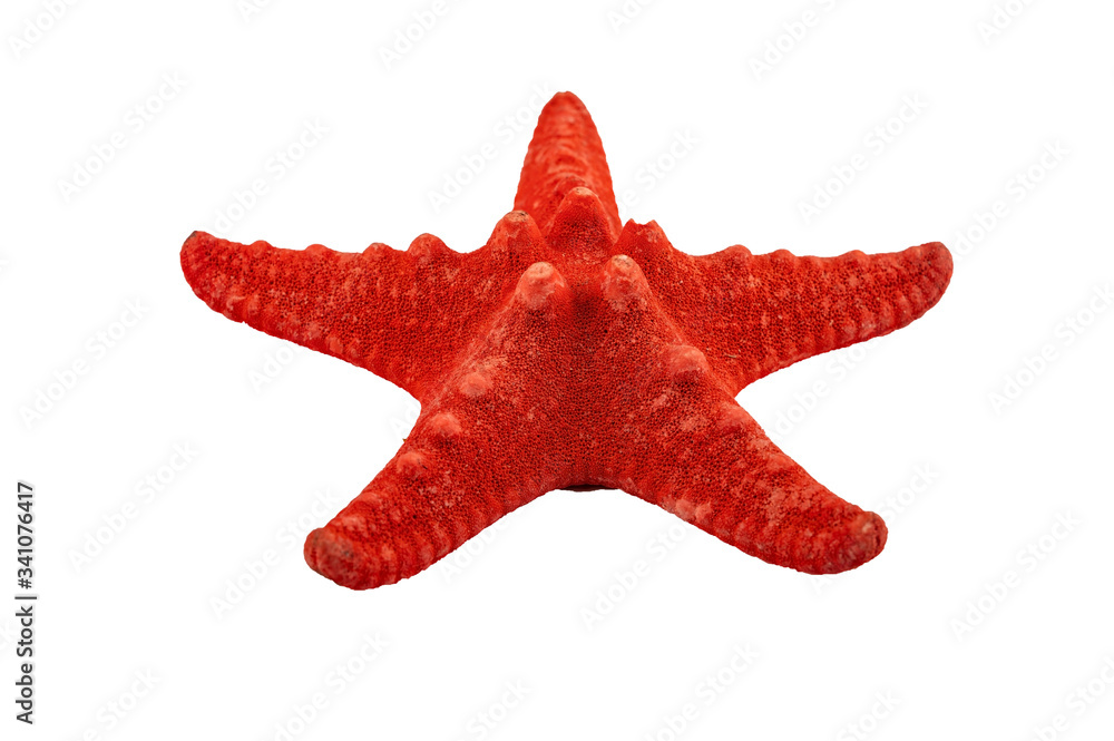 A small red starfish on a white background. Close up. Isolate on a white background. A small red starfish on a white background. Close up. Isolate on a white background.