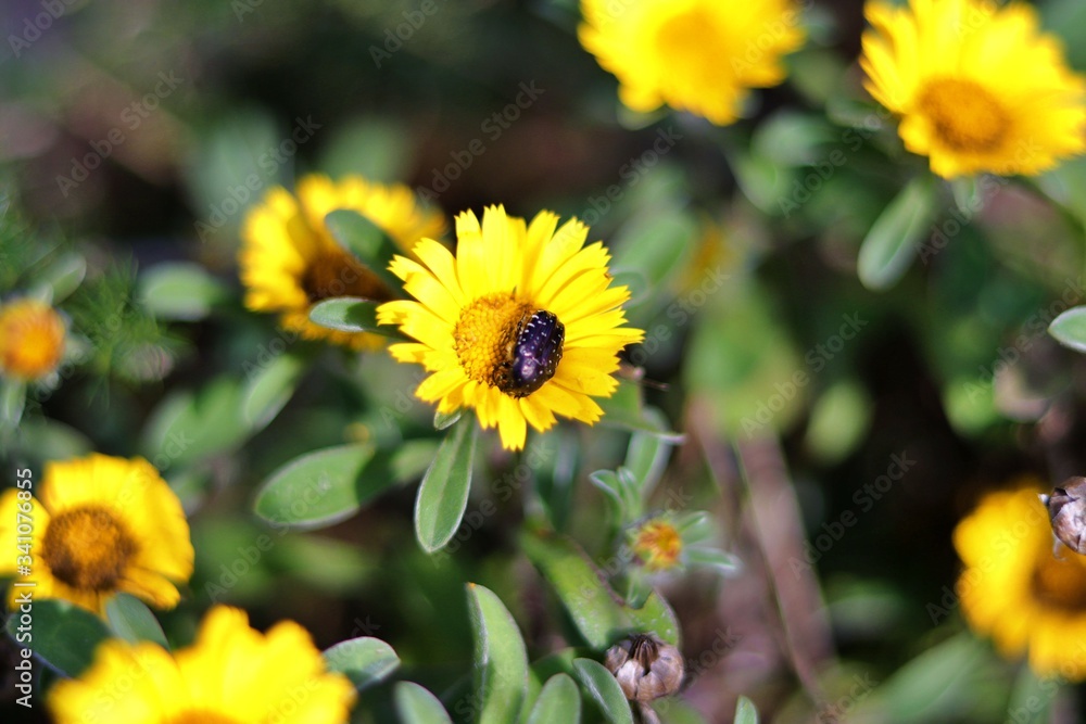 Fototapeta premium yellow flowers