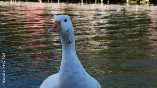 White duck Londres 