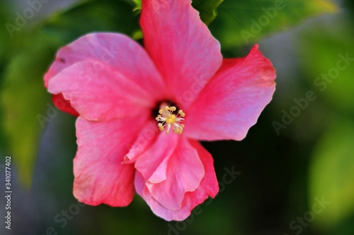 close up flower