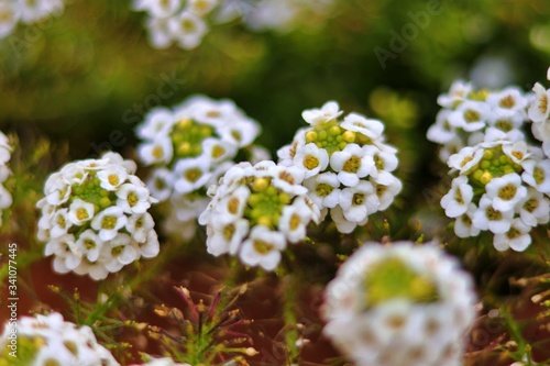 white flowers in the garden