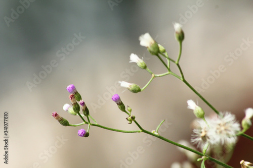 Close up of tiny flowers