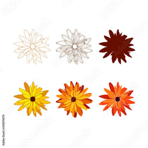 Set of botanical elements. Hand drawn vector rudbeckia flowers.