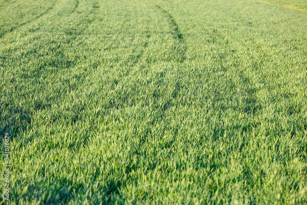 Young green wheat seedlings growing on a field. Wheat growing in soil. Young green wheat seedlings growing on a field. Wheat growing in soil.