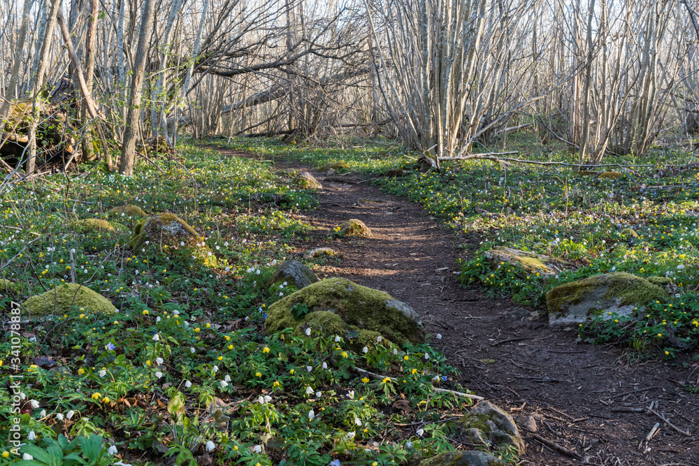Spring flowers by a winding footpath