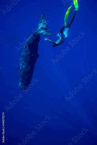 Snorkeling with whales photo