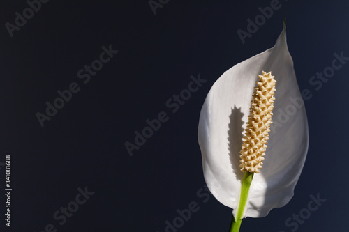 Houseplant - Spathiphyllum. Beautiful Peace lily spathiphyllum with leaves in dark background. Bloom, flora. A closeup of a single petal white flower called Peace Lilly Spathiphyllum cochlearispathum