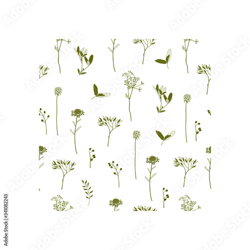 Seamless vector background with botanical plants and flowers on a white background.