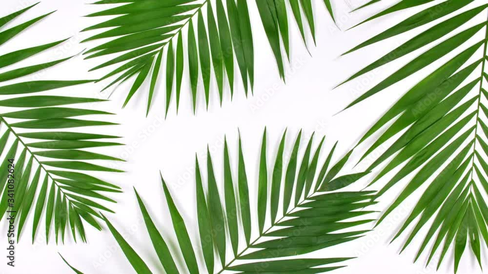 Closeup the motion of tropical palm leaves and shadow on white wall background with copy space. Closeup the motion of tropical palm leaves and shadow on white wall background with copy space.