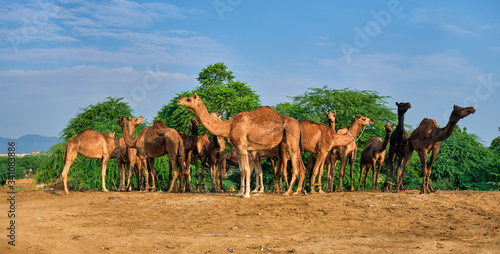 Camels at Pushkar Mela Pushkar Camel Fair famous tourist attraction in Pushkar  Rajasthan  India