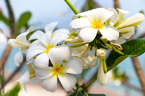 White plumeria frangipani flowers close-up.