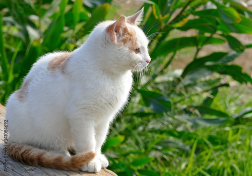 white cat on green grass